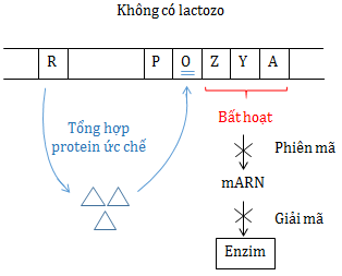 Điều hoà hoạt động gen trong môi trường không có Lactozo