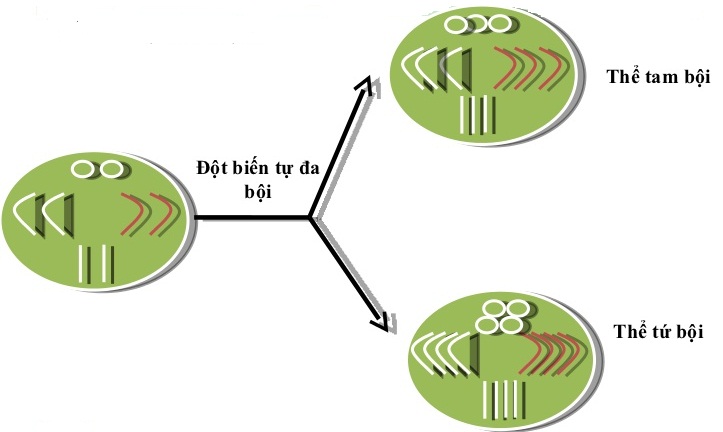 Cơ chế hình thành đột biến đa bội