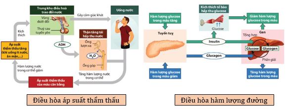 Các cơ chế điều hòa