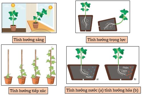 Các dạng hướng động phân loại theo các tác nhân kích thích