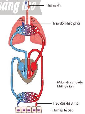 Các giai đoạn của quá trình hô hấp ở người và thú