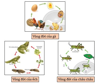 Các hình thức phát triển ở động vật