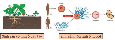 Các hình thức sinh sản ở sinh vật