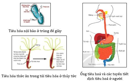 Các hình thức tiêu hóa thức ăn