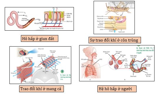 Các hình thức trao đổi khí ở các loài động vật