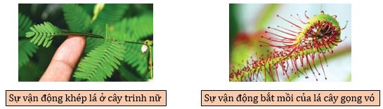 Các loại cảm ứng phân loại dựa theo cơ chế cảm ứng