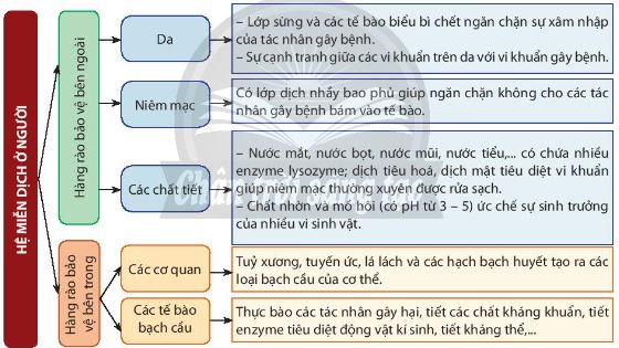 Các thành phần và chức năng của mỗi thành phần trong hệ miễn dịch ở người