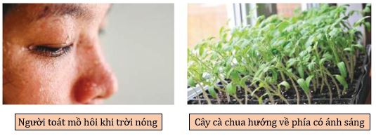 Cảm ứng ở sinh vật