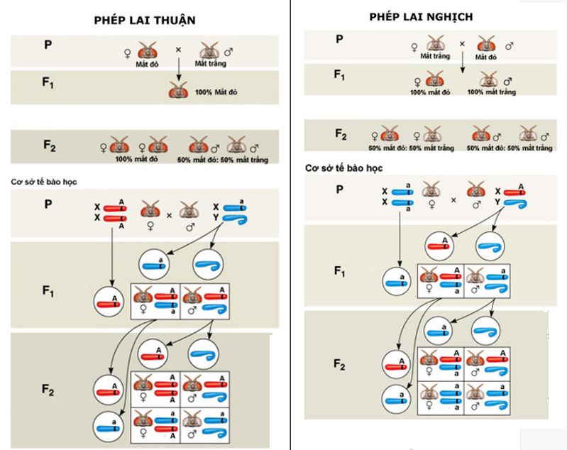 Sơ đồ phép lai thuận và phép lai nghịch