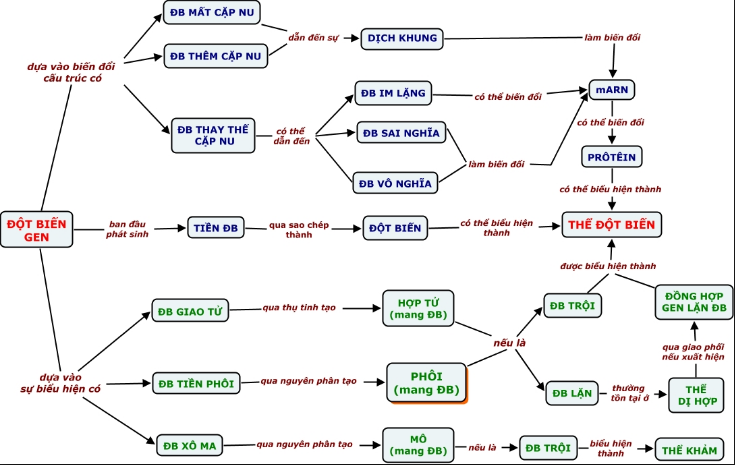 sơ đồ các dạng đột biến gen