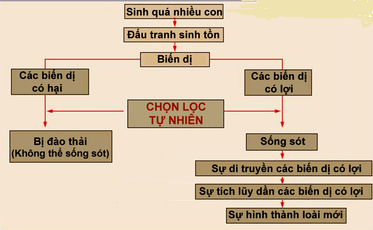 Những luận điểm cơ bản của học thuyết Đacuyn