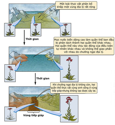 Hình thành loài bằng con đường địa lí ở thực vật