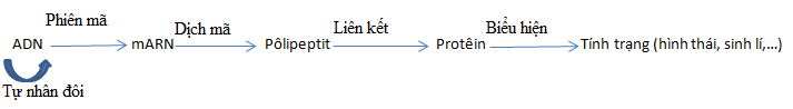 Sơ đồ cơ chế phân tử của hiện tượng di truyền phân tử