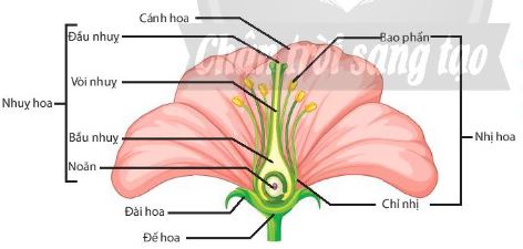 Cấu tạo chung của một hoa lưỡng tính