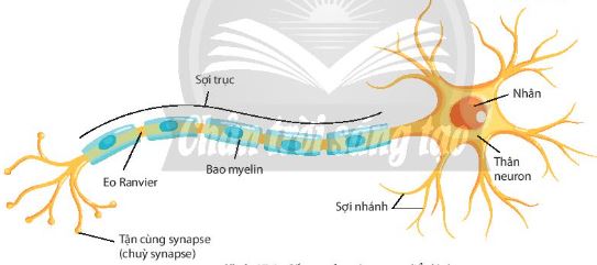 Cấu tạo của một neuron điển hình