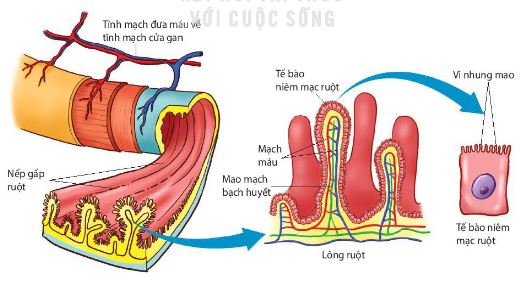 Cấu tạo của ruột non, lông ruột và tế bào niêm mạc ruột