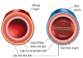 Cấu tạo động mạch và tĩnh mạch