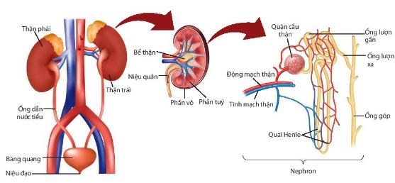 Cấu tạo hệ bài tiết ở người