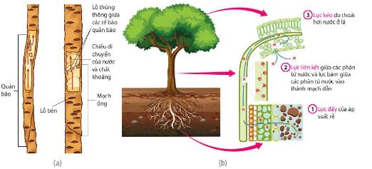 Cấu tạo của mạch gỗ và các động lực của dòng mạch gỗ