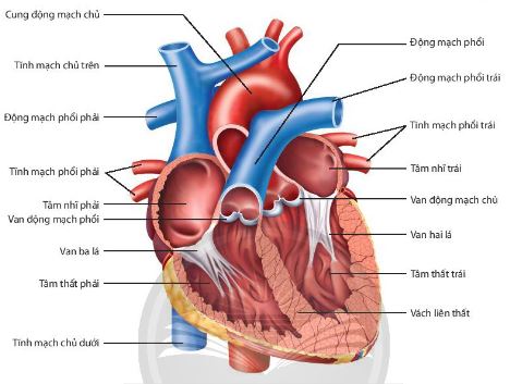 Cấu tạo của tim người và thú