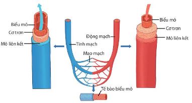 Cấu trúc hệ mạch