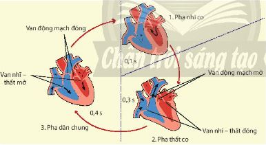 Chu kì hoạt động của tim