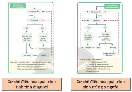 Cơ chế điều hòa quá trình sinh tinh và sinh trứng ở người