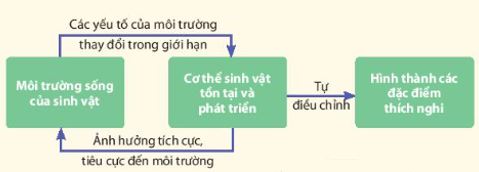 Cơ thể là hệ thống mở và tự điều chỉnh