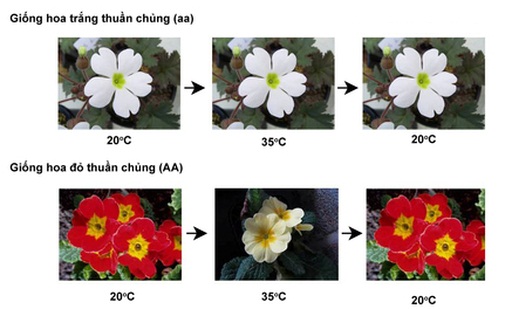 Ảnh hưởng của nhiệt độ lên màu hoa Anh Thào