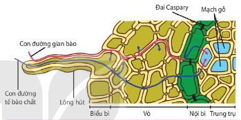 Hai con đường vận chuyển của nước và chất khoáng từ lông hút vào mạch gỗ của rễ