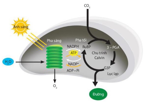 Hai pha của quá trình quang hợp