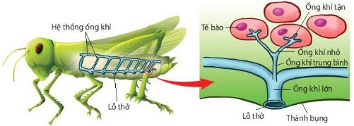 Hệ thống ống khí ở côn trùng