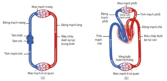 Hệ tuần hoàn đơn ở Cá xương (a) và hệ tuần hoàn kép ở Thú (b)