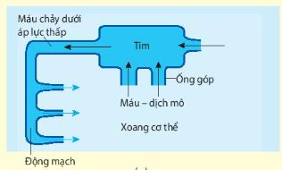 Hệ tuần hoàn hở