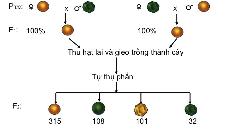 Thí nghiệm lai hai cặp tính trạng