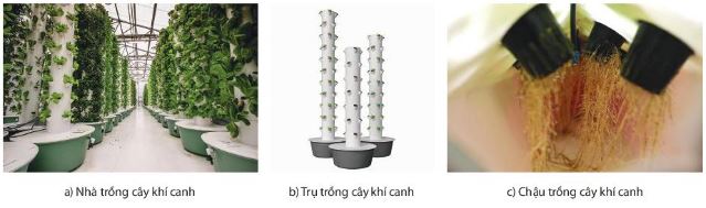 Mô hình trồng cây khí canh