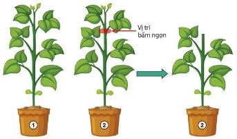 Mô tả thí nghiệm chứng minh tác dụng của bấm ngọn đối với cây