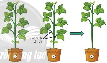 Mô tả thí nghiệm chứng minh tác dụng của tỉa cành đối với cây