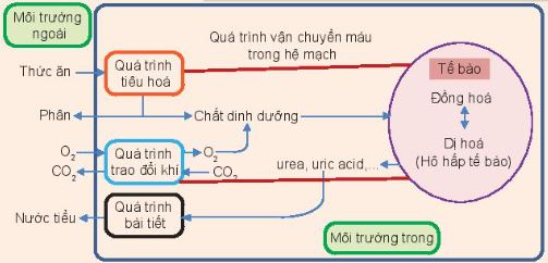 Mối quan hệ giữa các quá trình trao đổi chất và năng lượng ở động vật