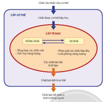 Mối quan hệ giữa chuyển hoá vật chất và năng lượng ở cấp tế bào và cơ thể