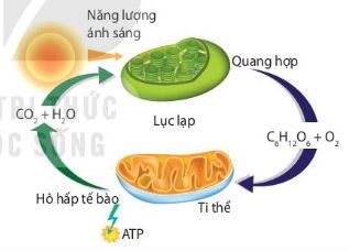 Mối quan hệ giữa quang hợp và hô hấp trong cây