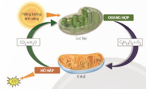 Mối quan hệ giữa quang hợp và hô hấp