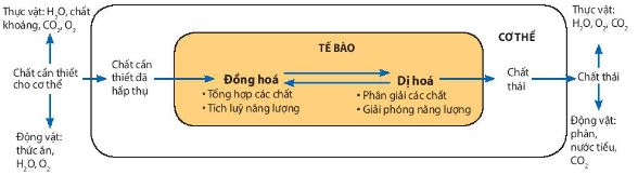 Mối quan hệ giữa trao đổi chất và chuyển hoá năng lượng ở cấp tế bào và cơ thể