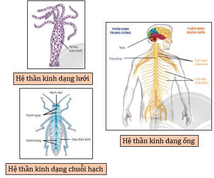 Một số dạng thần kinh ở động vật