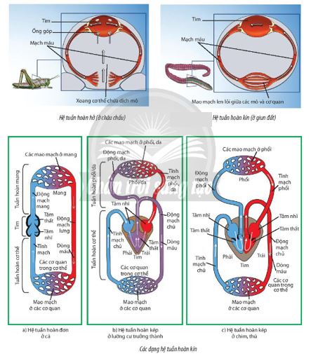 Một số hệ tuần hoàn ở động vật