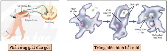 Một số cảm ứng ở động vật