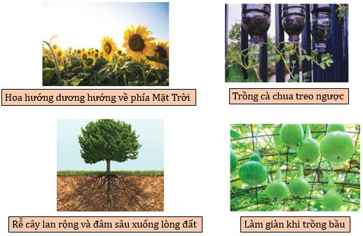 Một số hiện tượng cảm ứng ở thực vật