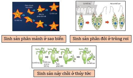 Một số hình thức sinh sản vô tính ở động vật