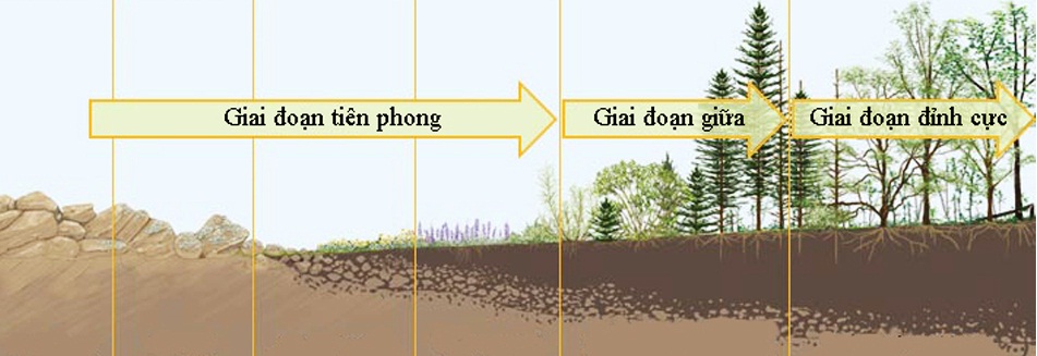 Diễn thế nguyên sinh trải qua hàng trăm năm