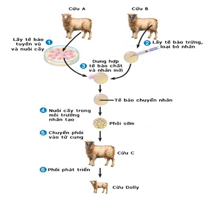 Nhân bảo vô tính ở động vật 